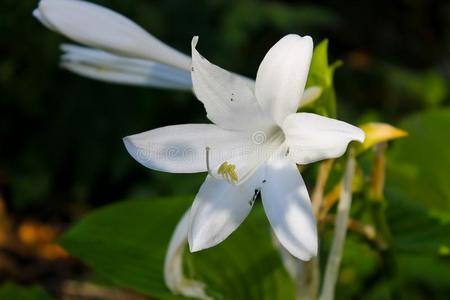 花园的最爱顶看法关于年幼的玉簪属植物树叶特写镜头关于玉簪属植物