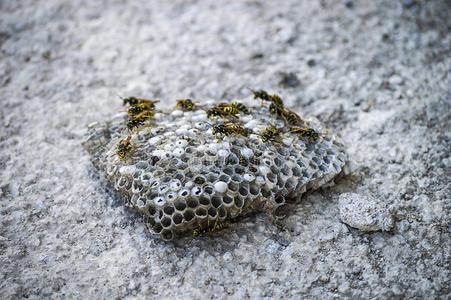 野生有毒驴蜜蜂,野生的蜜蜂s,窝关于驴蜜蜂s,危险的有毒的照片