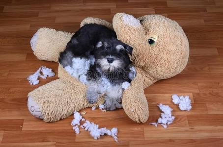 坏的顽皮的髯狗狗破坏豪华的玩具照片