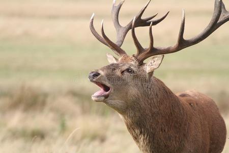 照片的叫声一上端射手关于一红色的鹿st一g鹿属el一phus发出吼叫声.