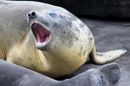 两个象海豹象海豹,象形海豹属莱昂娜,南极洲照片