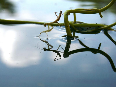 水螳螂图片