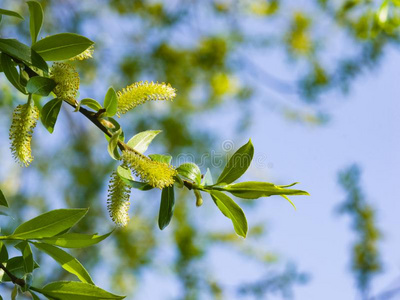 草本植物花叶的美丽组成孤立在黑色背景上的杨柳树柳树枝中的女孩鸡蛋