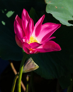 死粉红色莲花本国的粉红色的莲花百合花照片