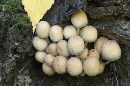 鬼伞属霉菌属蘑菇摄影图