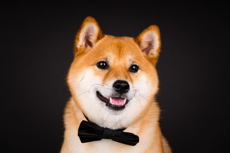 微笑柴犬图片-微笑柴犬素材-微笑柴犬插画-摄图新视界