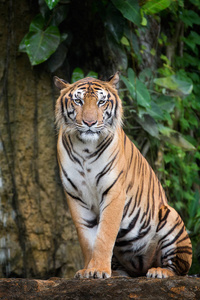 在深野生老虎坐, 动物和丛林的概念.照片