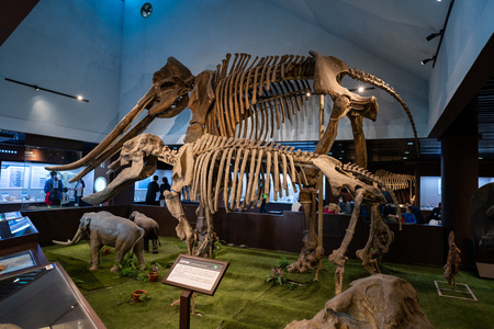 动物博物馆图片