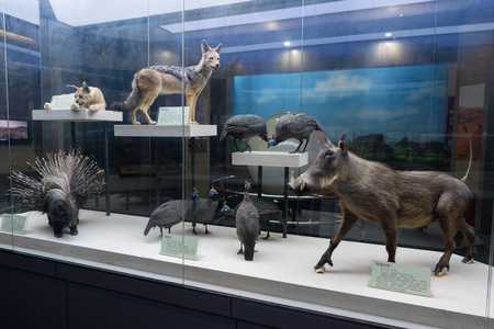 博物馆北京古动物博物馆北京自然博物馆北京自然博物馆北京自然博物馆