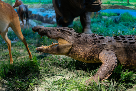 海南鳄鱼养殖基地图片
