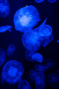 亚特兰蒂斯酒店水族馆