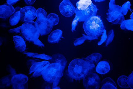 亚特兰蒂斯酒店水族馆