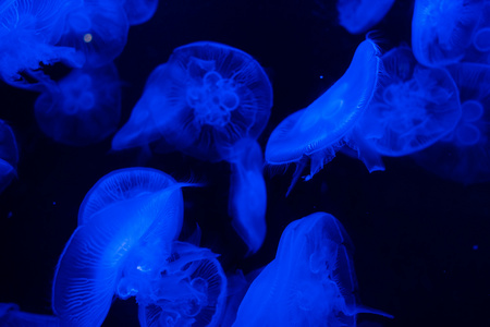 亚特兰蒂斯酒店水族馆