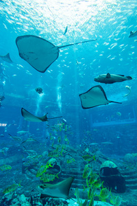 亚特兰蒂斯酒店水族馆