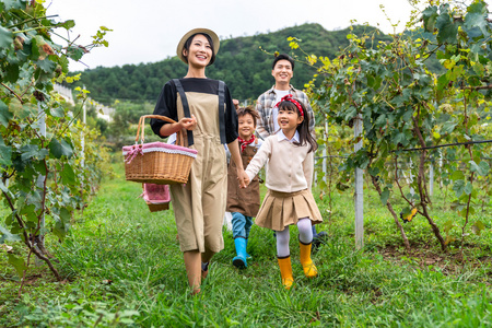 年轻家庭在果园采摘葡萄