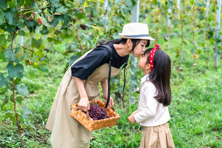 快乐的母女在果园采摘葡萄照片