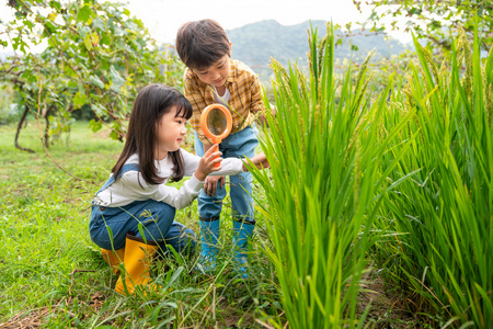 小朋友拿着放大镜观察植物照片