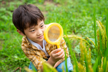 小男孩拿着放大镜观察植物照片