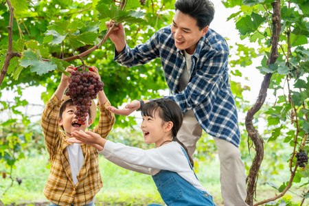 年轻家庭在果园采摘葡萄照片