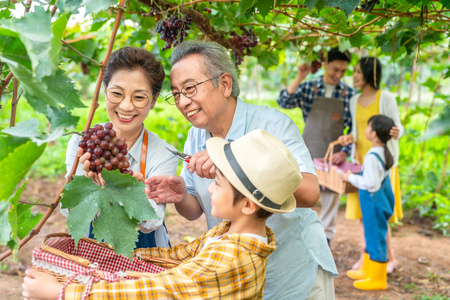 全家人在果园采摘葡萄