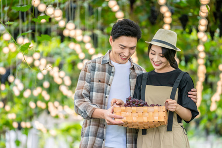 年轻夫妻在果园采摘葡萄