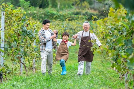 快乐的一家人全家人在果园采摘葡萄祖孙在果园采摘葡萄年轻家庭在果园