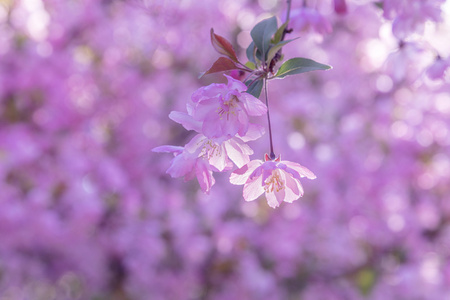 樱花