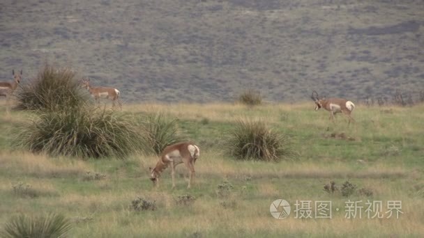 辙叉角羚羚羊群视频