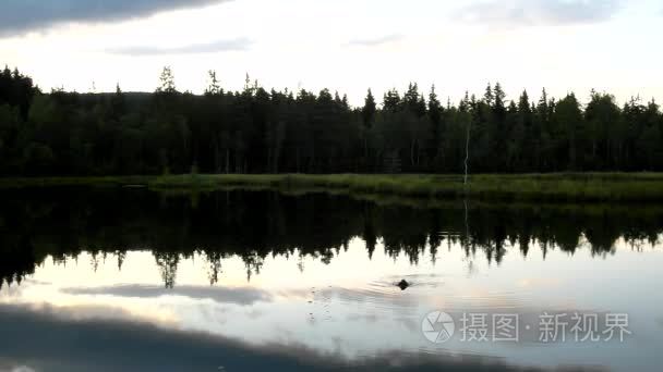 清晨深秋的湖水，在梦幻般的森林里，小鸭子在水面上。在中间的岛上的幼树。多彩的草药和草地上厚厚的云层，在天空中的岛屿