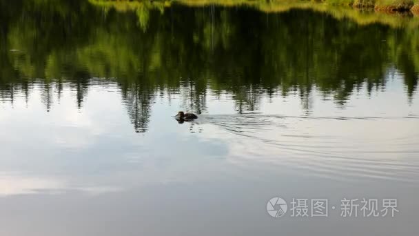 清晨深秋的湖水，在梦幻般的森林里，小鸭子在水面上。在中间的岛上的幼树。多彩的草药和草地上厚厚的云层，在天空中的岛屿