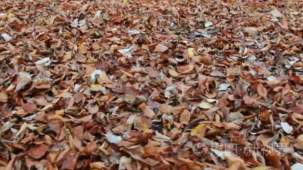 地毯的干树叶在秋天视频