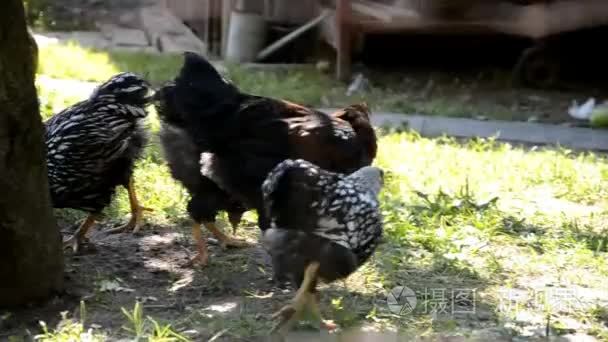 鸡吃粗粮在农场里视频