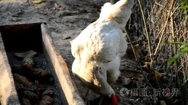 鸡吃粗粮在农场里视频