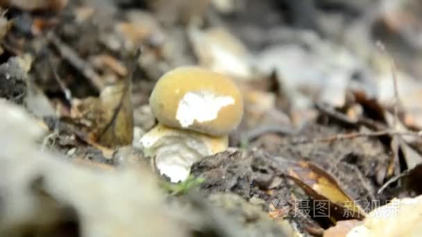 捡蘑菇在斯洛伐克森林视频