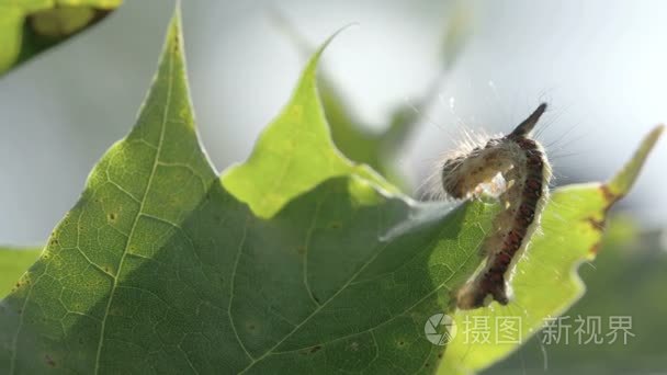 上的枫叶毛飞蛾扑火视频