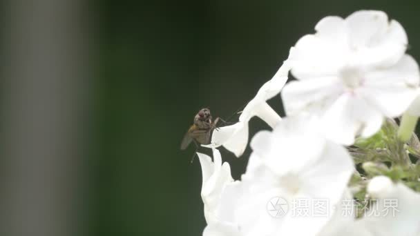 一只苍蝇边上的白花视频