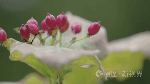 红色琼花花植物视频