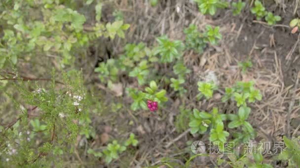 大量的越桔植物以其红色的水果视频