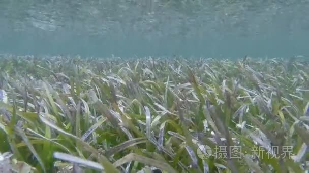 海草和波视频