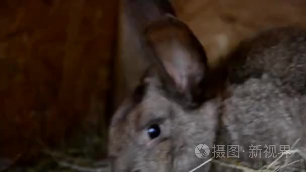 在棚子里的兔子视频