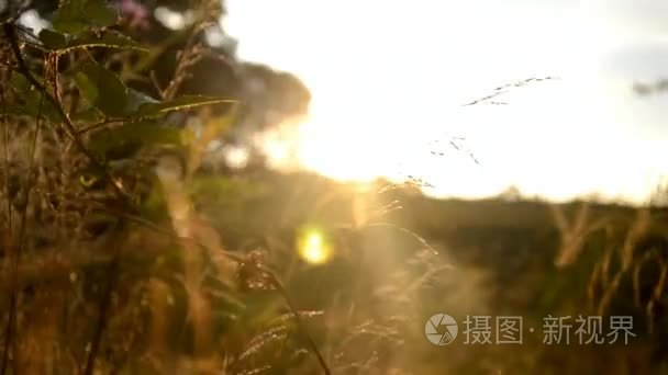 日出在附近森林里的草地上田间草