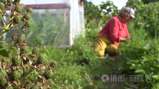 黑莓生长和杂草草莓植株的农妇视频