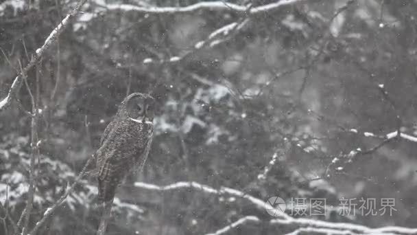 巨大的灰色猫头鹰，思瑞克繁殖在暴风雪中视频