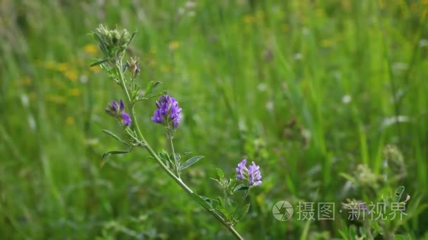 蓝色苜蓿开花，紫花苜蓿、 字段中