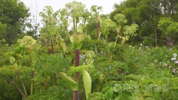 高当归植物视频