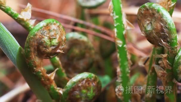 fiddleheads 或蕨菜青菜都是蕨类植物的年轻卷起的叶子