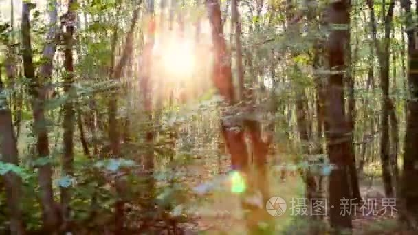 在运动中的野生巴尔干地区森林视频