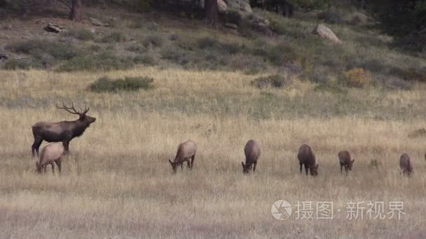 麋鹿群墨守成规视频