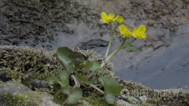 黄色的沼泽万寿菊花视频