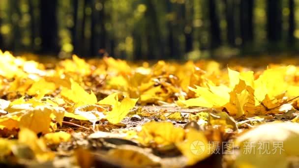 漫步在秋天。一个人走在秋天的树林。秋天的公园里的人。脚走在秋天的落叶。走在秋天的公园，森林